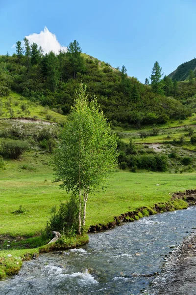 Egy Kis Hegyi Folyó Egy Zöld Völgyben Fiatal Fák Folyóparton — Stock Fotó