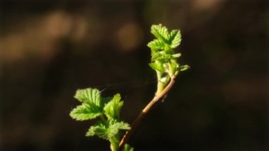Ormanda büyüyen ısırgan otu. İlkbaharda ormanda sık görülen bir ısırgan otu. Urtica dioica, kapat