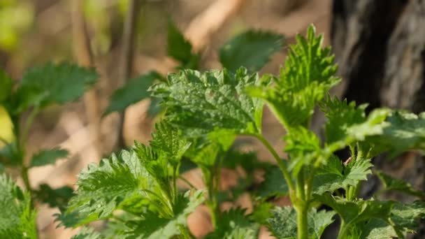 Stinging Nettle Growing Forest Green Common Nettle Forest Spring Urtica — Stock video