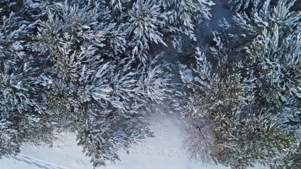 Bel Filmato Invernale Alberi Ghiacciati — Video Stock