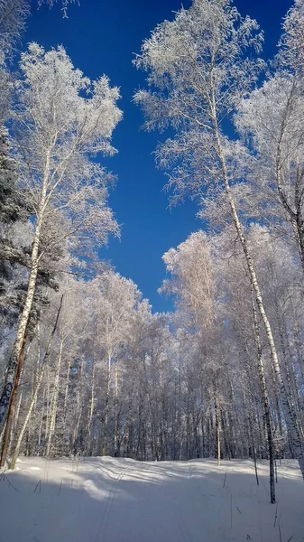 Prachtig Winterlandschap Met Besneeuwde Bomen — Stockfoto