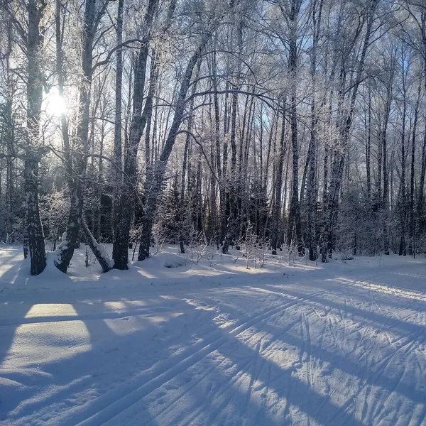 Krásná Zimní Krajina Zasněženými Stromy Stock Fotografie