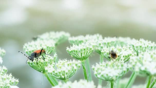 从草本植物的花朵中觅食的苍蝇 — 图库视频影像