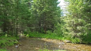 Yeşil ormandaki dağ nehri, Altai.