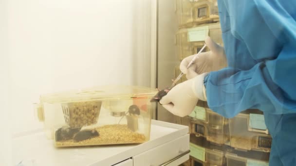 Novosibirsk Rusland Mei 2021 Jonge Onderzoeker Gaat Een Rat Injecteren — Stockvideo