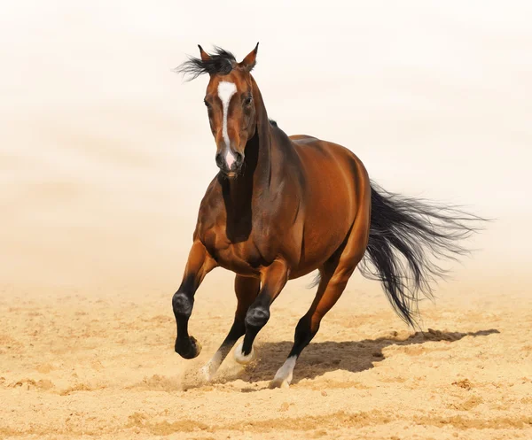 Trakehner rojo de la bahía de color semental en movimiento — Foto de Stock