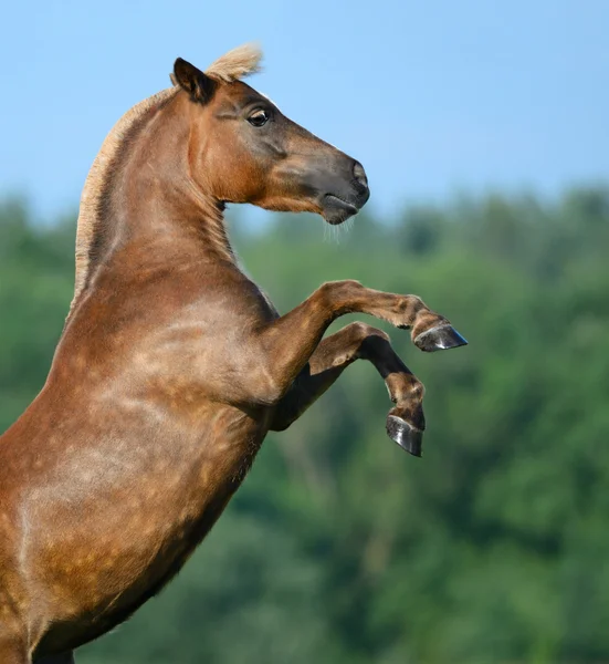 Zadní šťovík highland pony — Stock fotografie