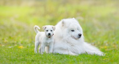 Samoyed köpek ve beyaz köpek yavrusu
