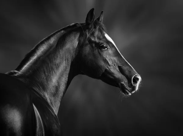 Portrait of black arabian horse — Stock Photo, Image