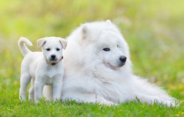 Samoyed köpek ve beyaz köpek yavrusu