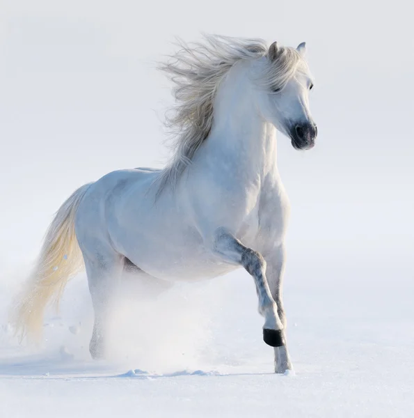 Скачущая белая лошадь — стоковое фото