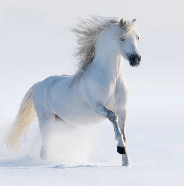 Galloping white horse — Stock Photo, Image