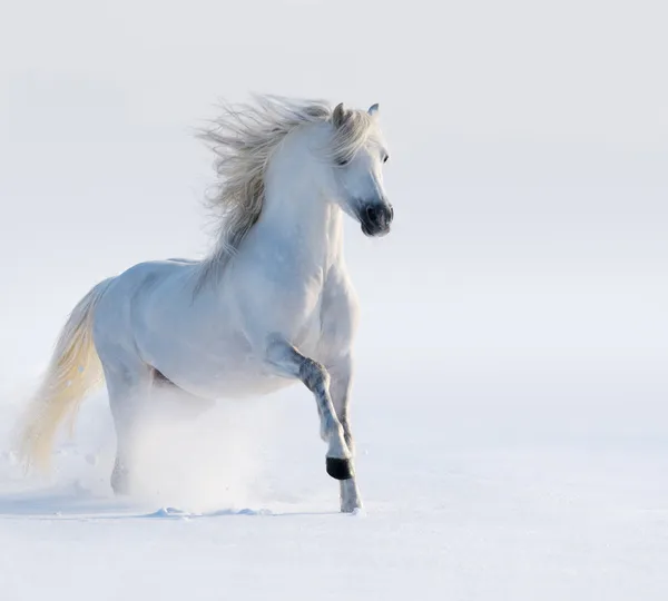 Caballo blanco galopante — Foto de Stock