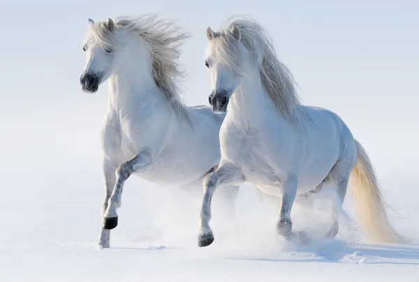 Dos caballos blancos como la nieve galopando — Foto de Stock