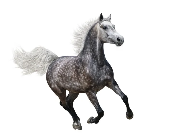 Cheval galopant arabien gris pomme — Photo