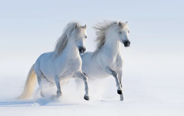 Dos caballos blancos como la nieve galopando —  Fotos de Stock