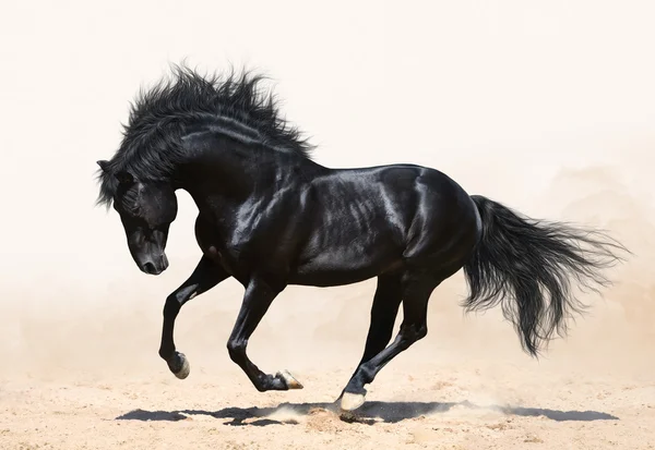 Caballo negro galopando — Foto de Stock