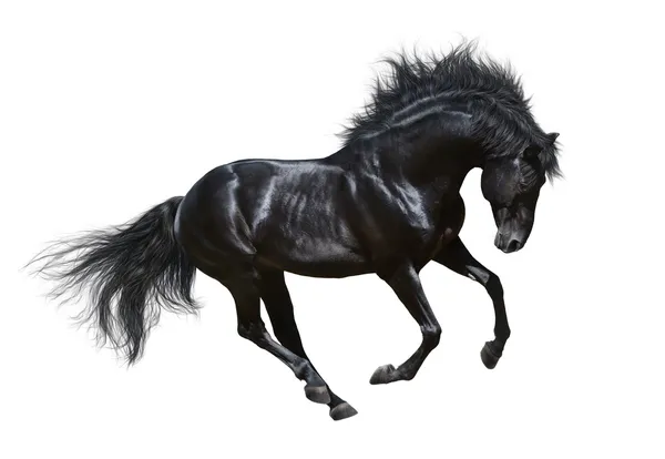 议案-孤立在白色黑色种马 — 图库照片