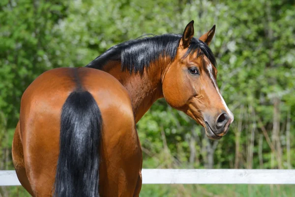 Baai hengst van Oekraïense paardrijden RAS — Stockfoto