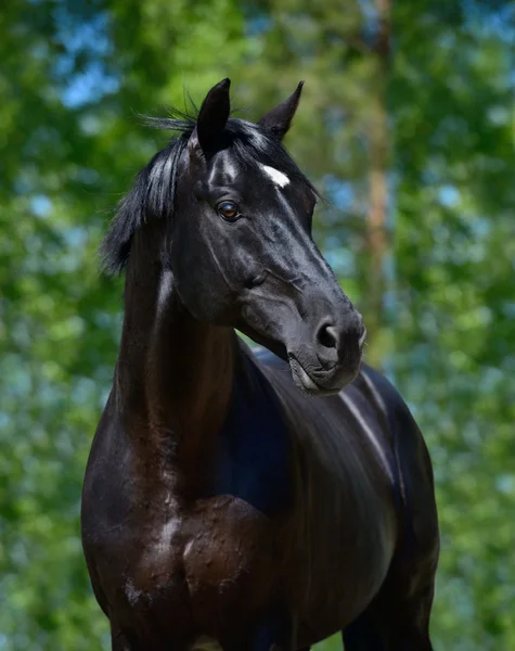 Semental negro de la raza rusa montar a caballo — Foto de Stock