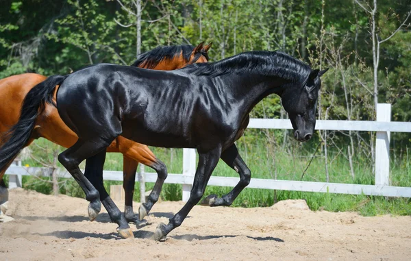 Svarta hingsten och bay hingst Galopp på ridhuset — Stockfoto