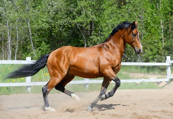 Бухта верхова порода коней української верхової їзди — стокове фото