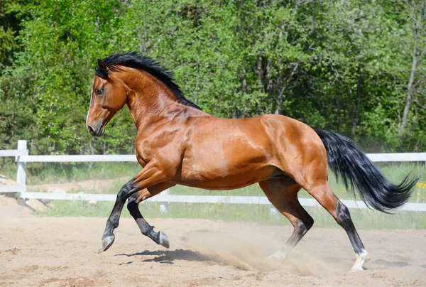 Caballo de la bahía de Ucrania a caballo raza en movimiento — Foto de Stock