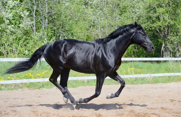 Garanhão preto da raça equitação russa em movimento — Fotografia de Stock