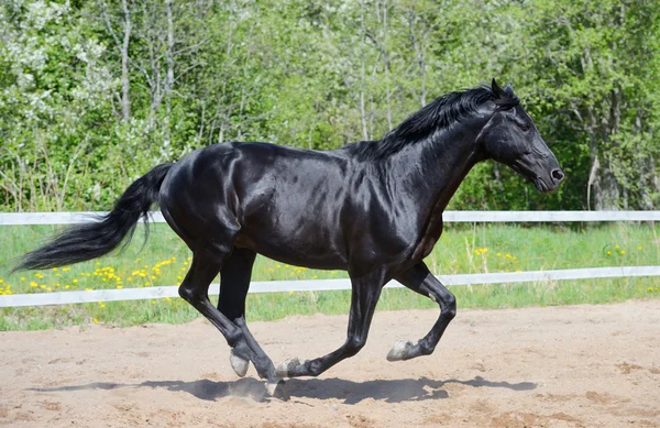 Semental negro de la raza rusa a caballo en movimiento — Foto de Stock