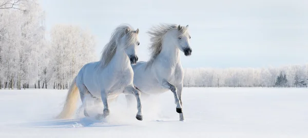 Dos ponis blancos galopantes Fotos de stock