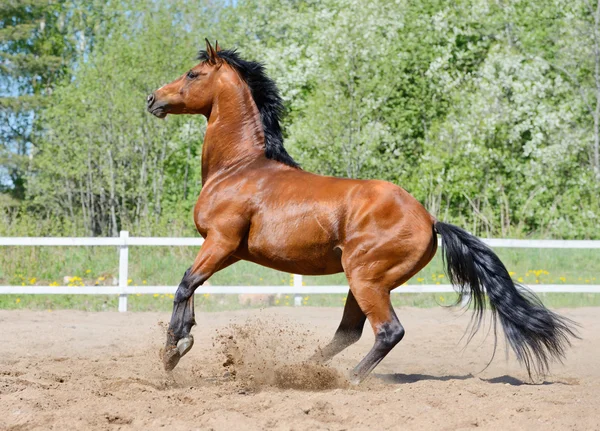 Rearing bay stallion of Ukrainian riding breed — Stock Photo, Image