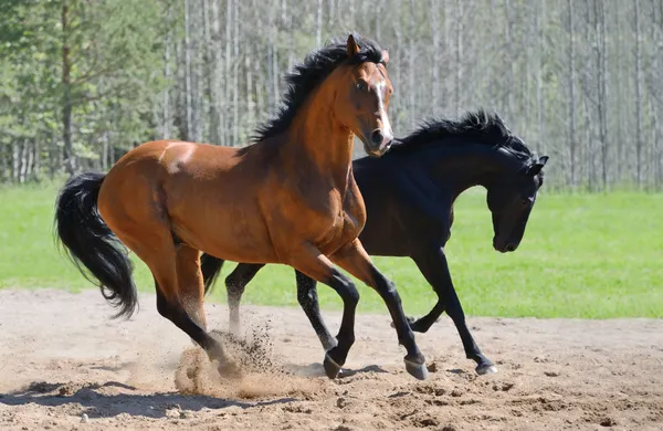 Two stallions gallop on manege — Stock Photo, Image