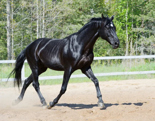 Black stallion in motion — Stock Photo, Image