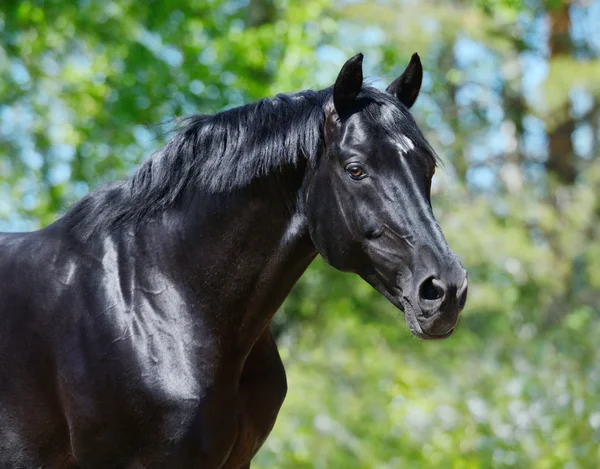 Etalon noir de race russe équitation — Photo