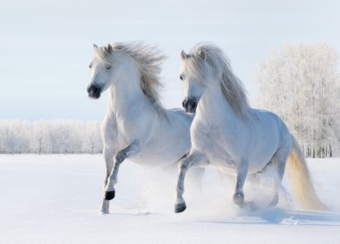 Two white horses gallop on snow field clipart