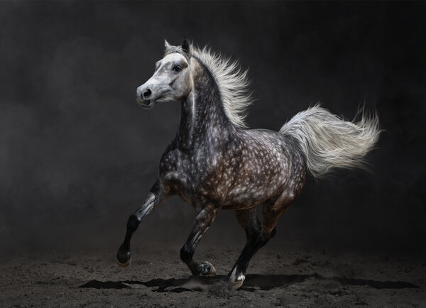 Gray arabian horse gallops on dark background