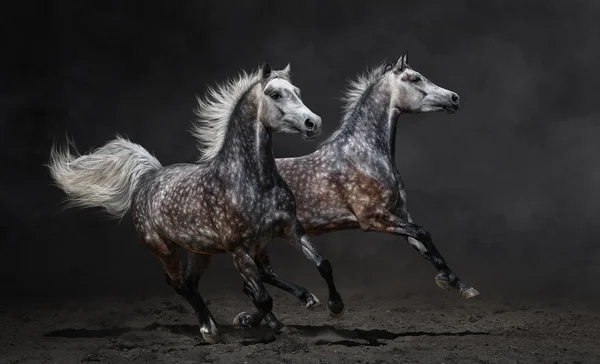 Dois cavalos árabes cinzentos galopam no fundo escuro — Fotografia de Stock