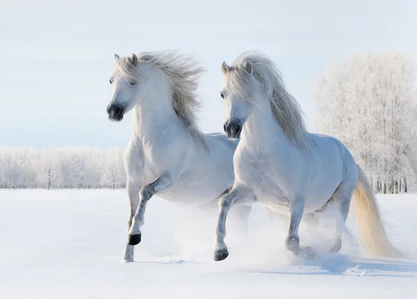 Two white horses gallop on snow field — Stock Photo, Image