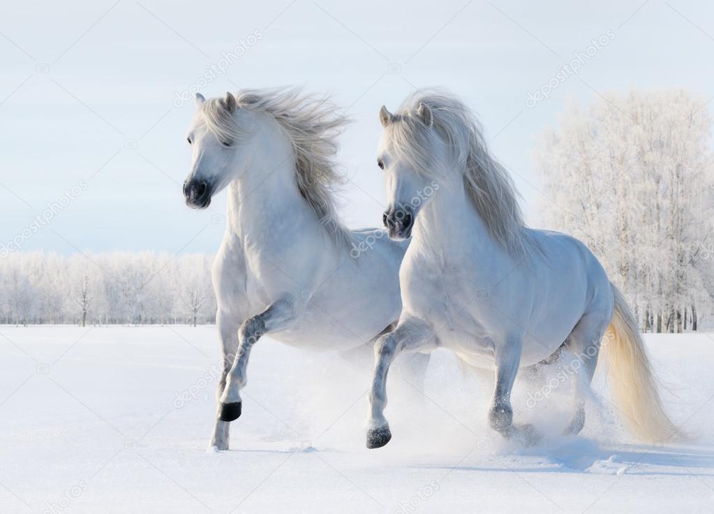 depositphotos_21193807-stock-photo-two-white-horses-gallop-on.jpg