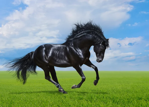 Black horse gallops on green field — Stock Photo, Image