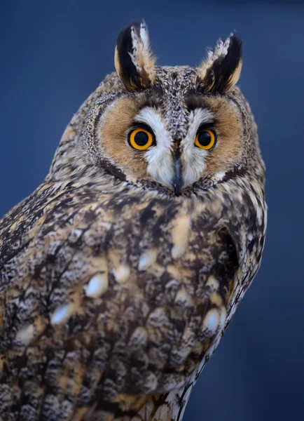 Long-eared owl — Stock Photo, Image