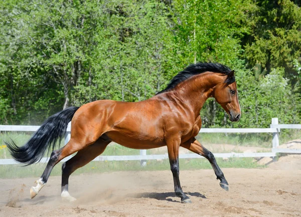 Bay purebred horse gallops — Stock Photo, Image