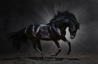 Black Andalusian stallion gallops clipart