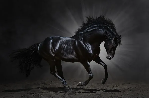 Black Andalusian stallion gallops — Stock Photo, Image