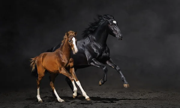 黒い馬と彼女の湾の子馬 — ストック写真