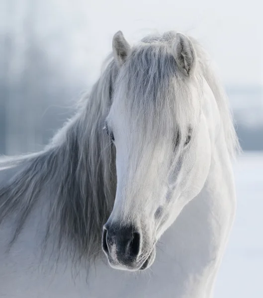 Poney gallois blanc — Photo