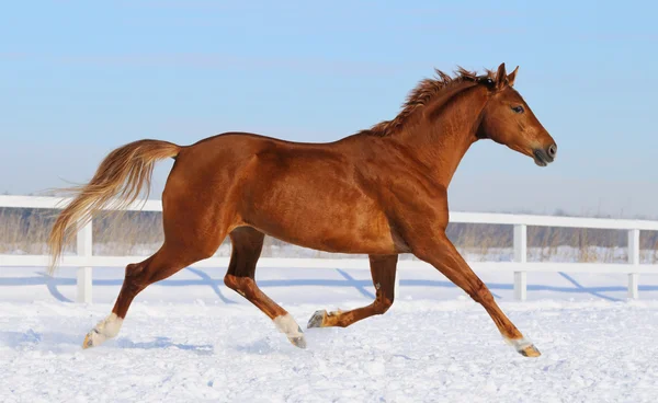 Cavallo di Hannover che corre sul manege della neve — Foto Stock