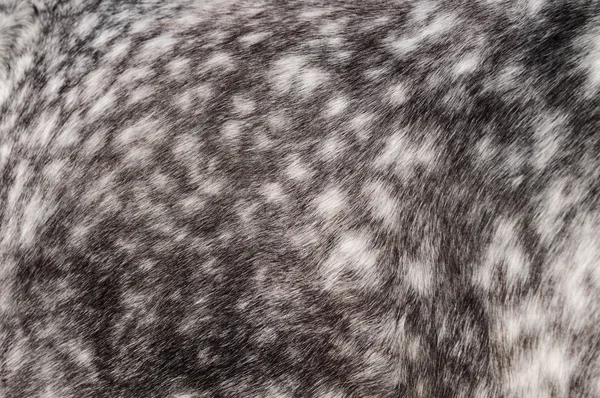 Srst koně dapple-grey barvy — Stock fotografie