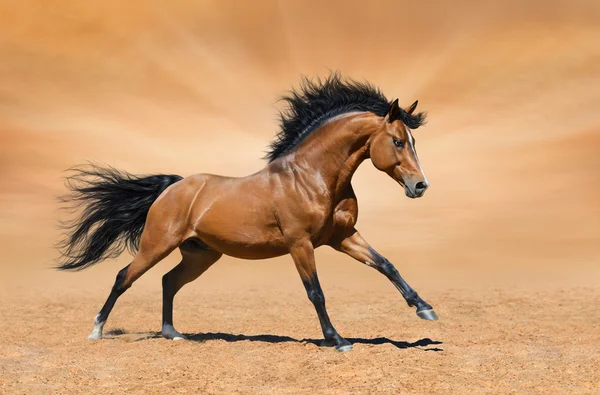 Galloping stallone baia su sfondo oro — Foto Stock