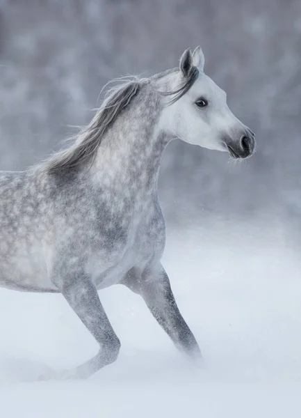 Grey Arabian Horse Running Snowstorm Winter Snowy Field Side View — 图库照片